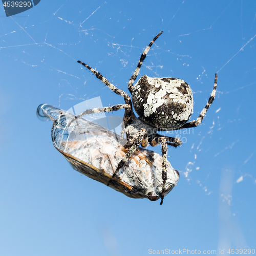 Image of European Garden Spider, Araneus Diadematus or Cross spider with pray in spider web