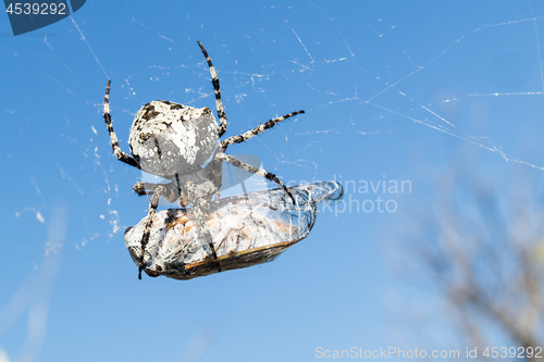 Image of European Garden Spider, Araneus Diadematus or Cross spider with pray in spider web