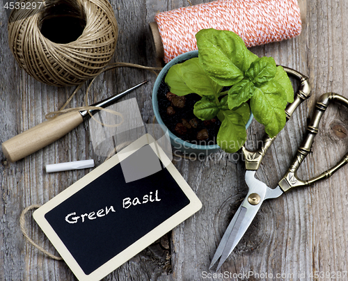 Image of Planting Green Basil