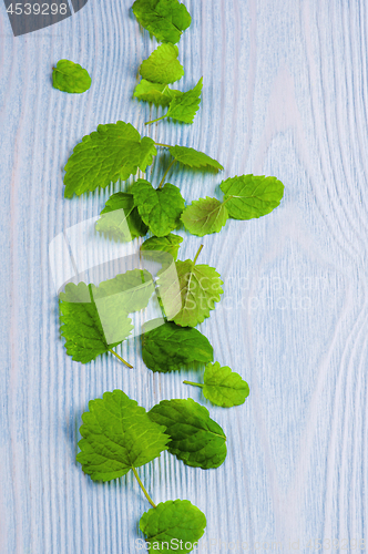 Image of Green Mint Leafs