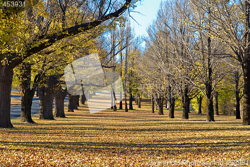 Image of autumn in the park