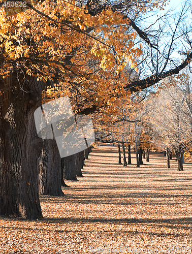 Image of autumn in the park