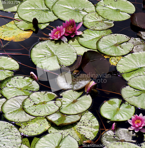 Image of Pink Water Lilies
