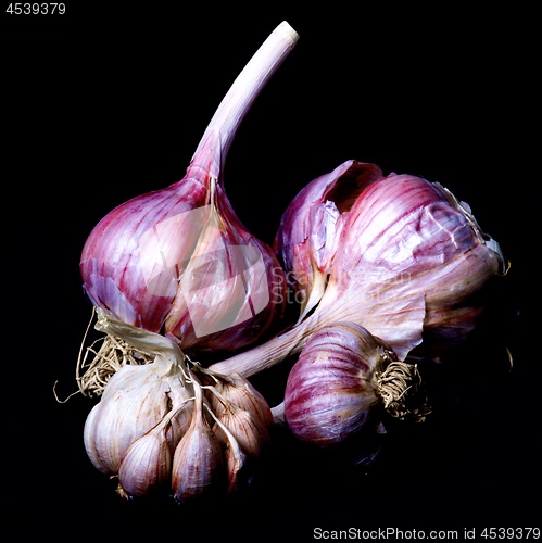 Image of Ripe Dried Garlic