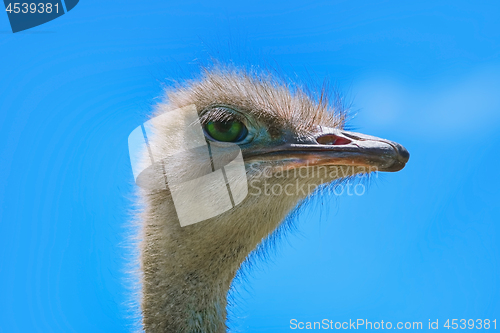 Image of Portrait of Ostrich