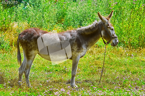 Image of Donkey on Pasture