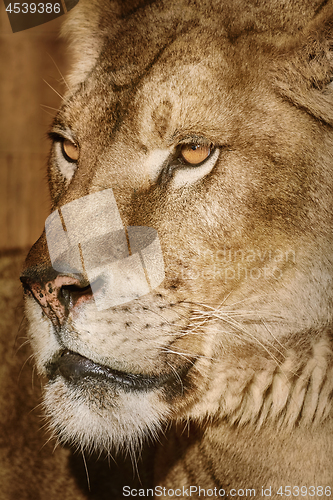 Image of Portrait of Lioness