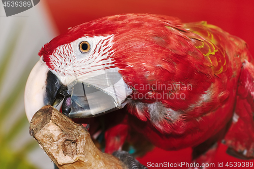 Image of The Macaw Parrot