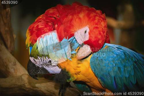 Image of Macaw Parrots