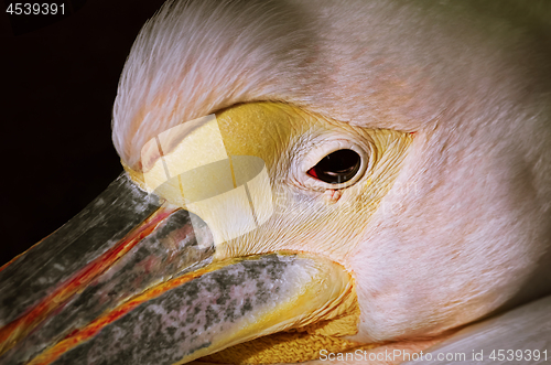 Image of Portrait of Pelican