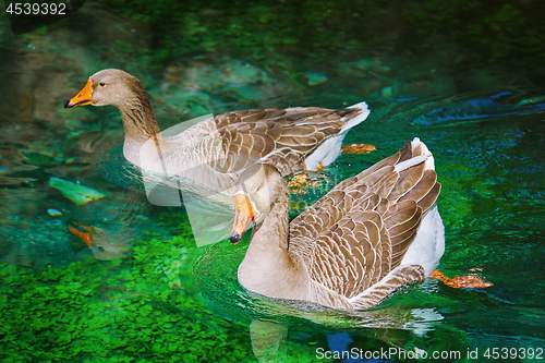 Image of Geese Swims Down the River