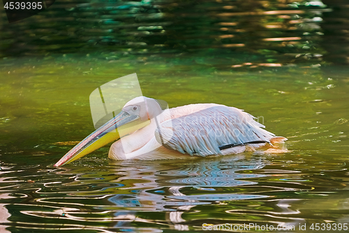 Image of Pelican on the Pond