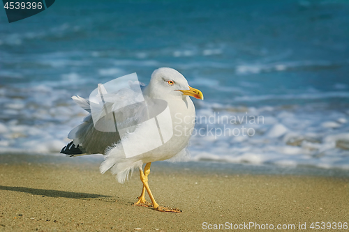 Image of Seagull Walking by the Beach