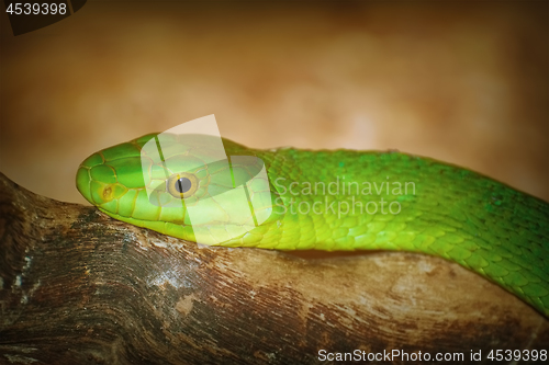 Image of Eastern Green Mamba