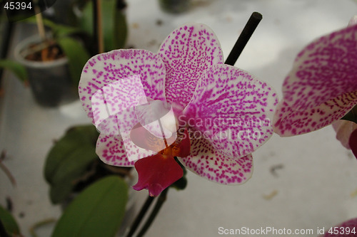 Image of Orchid