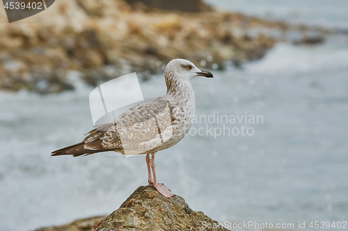 Image of Seagull Resting on Stone