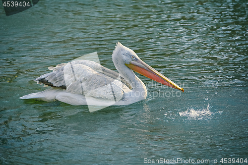 Image of Grey Pelican on the Pond