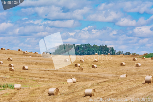 Image of Haystacks on the Field