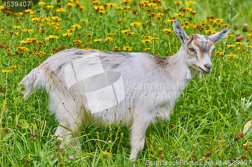 Image of Goatee on Lea