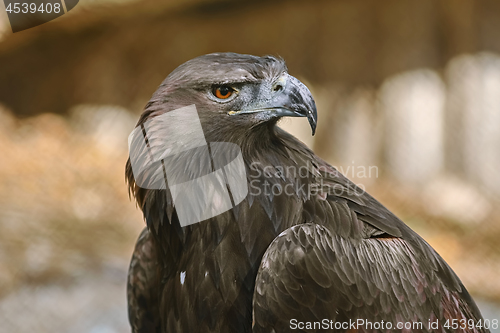 Image of Portrait of Eagle