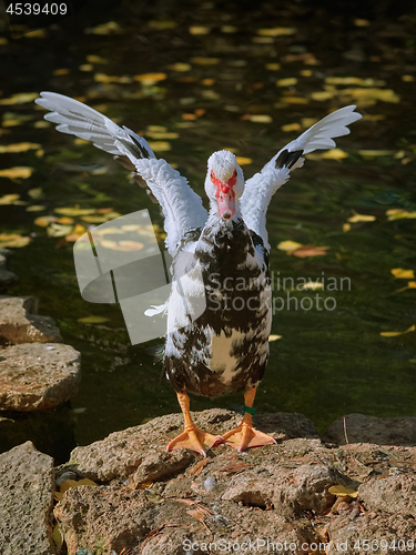 Image of Muscovy Duck on the Shore