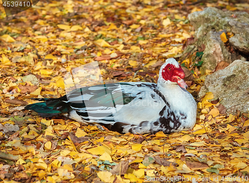 Image of Resting Muscovy Duck