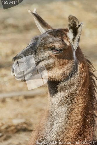 Image of Portrait of Llama