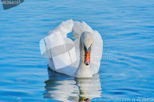 Image of Swan on the Lake