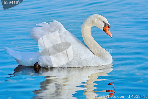 Image of Swan on the Lake