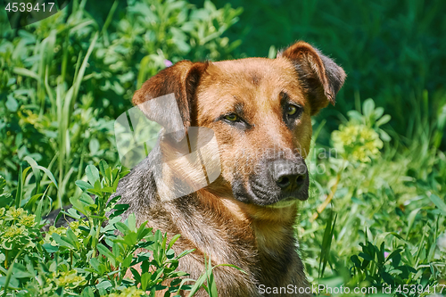 Image of Portrait of Sstreet Dog