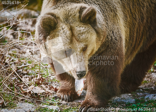 Image of Bear Eating a Fish