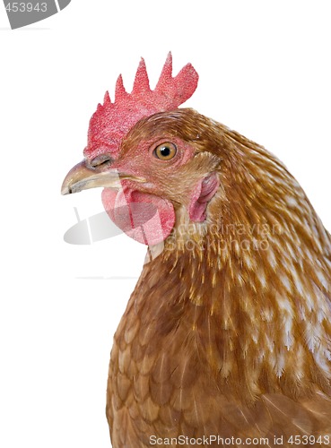 Image of hen on white background