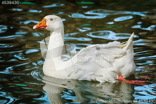 Image of White Goose on Lake