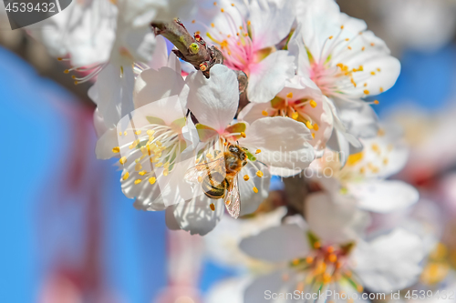 Image of Bee on Flower