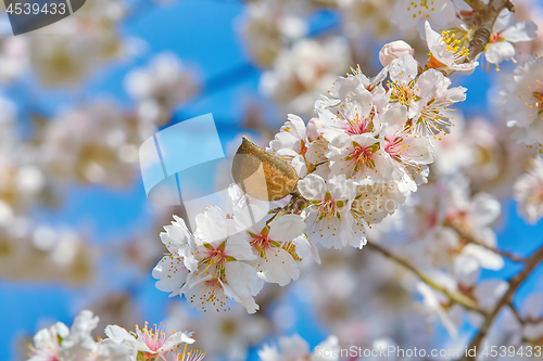 Image of Flowering Almonds Tree