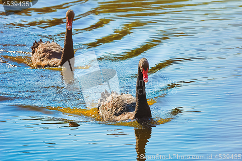 Image of Pair of Black Swans