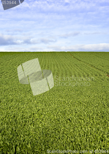 Image of green fields