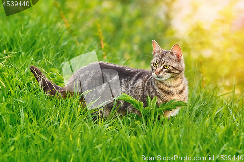 Image of Cat in Grass