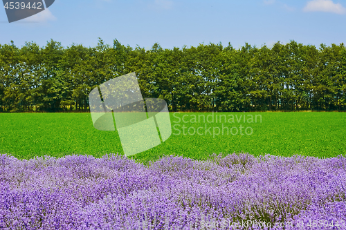 Image of Lavender in front of Green Field