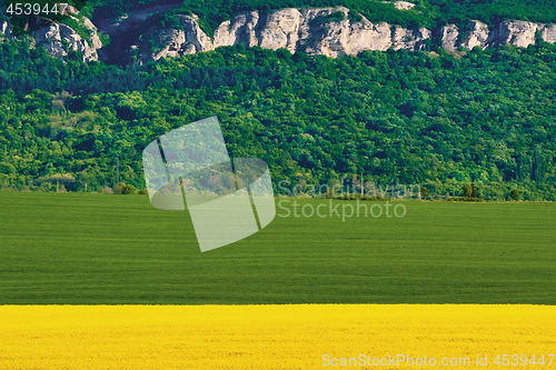 Image of Barley and Rapeseed Field