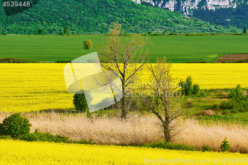 Image of Bare Trees in the Field