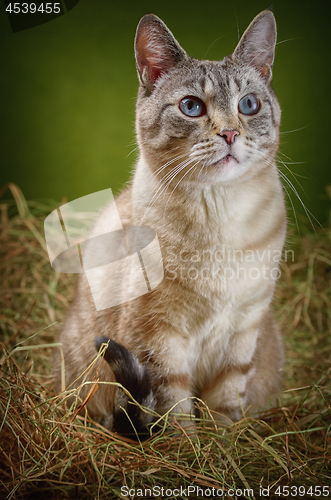 Image of Cat in the Hay