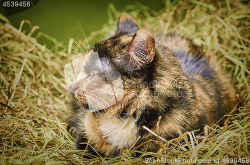 Image of Cat in the Hay