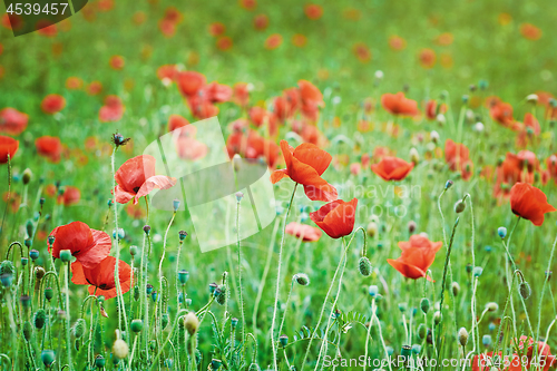 Image of Field of Poppies