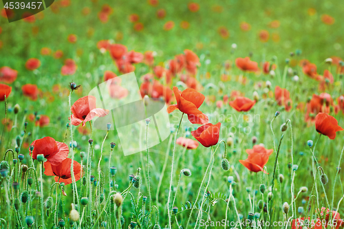 Image of Field of Poppies