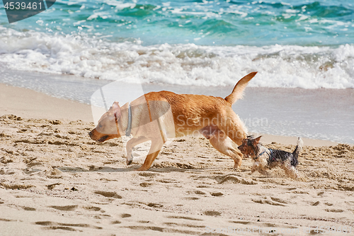 Image of Dogs on a Beach