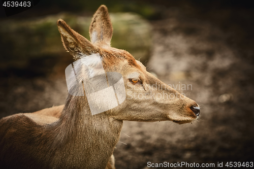 Image of Portrait of Deer