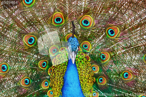Image of Portrait Of The Peacock