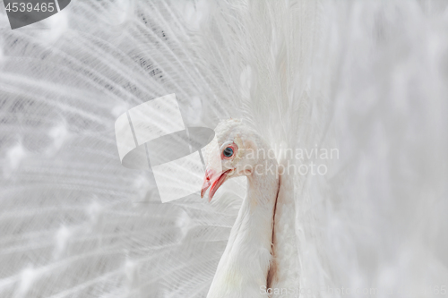 Image of Portrait Of The Peacock