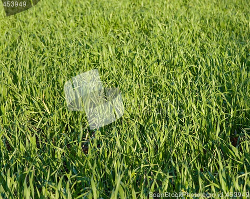 Image of grass background